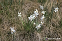 VBS_2576 - Fioritura Narcisi Castelnuovo Nigra 2022 e campi di papaveri rossi
